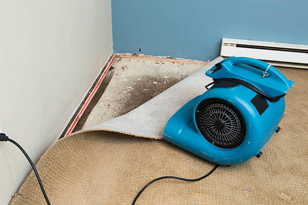 Best Basement water damage restoration  in Clarcona, FL